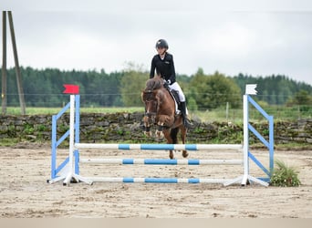 Classic Pony, Wałach, 14 lat, 143 cm, Ciemnokasztanowata