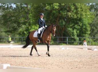 Classic Pony, Wałach, 14 lat, 148 cm, Jasnogniada