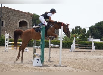 Classic Pony, Wałach, 15 lat, 140 cm, Kasztanowata