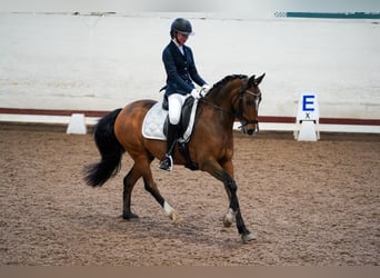 Classic Pony, Wałach, 15 lat, 148 cm, Jasnogniada