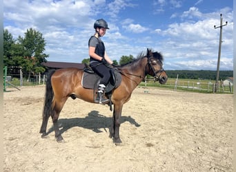 Classic Pony, Wałach, 21 lat, 140 cm, Gniada