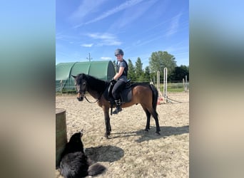 Classic Pony, Wałach, 21 lat, 140 cm, Gniada