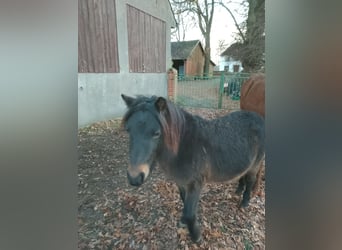 Classic Pony, Wałach, 2 lat, 100 cm