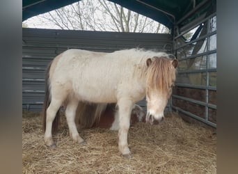 Classic Pony Mix, Wałach, 4 lat, 104 cm, Srokata