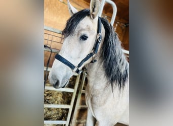 Classic Pony, Wałach, 4 lat, 150 cm, Formy Brown Falb