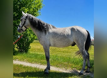Classic Pony, Wałach, 4 lat, 150 cm, Formy Brown Falb