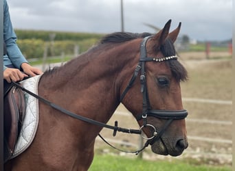 Classic Pony, Wałach, 5 lat, 136 cm, Gniada