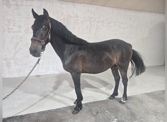 Classic Pony, Wałach, 5 lat, 140 cm, Gniada
