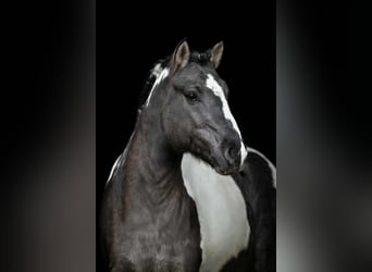 Classic Pony, Wałach, 5 lat, 140 cm, Srokata