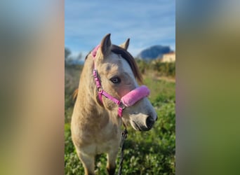 Classic Pony, Wałach, 6 lat, 123 cm, Bułana