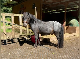 Classic Pony, Wałach, 7 lat, 105 cm, Tarantowata