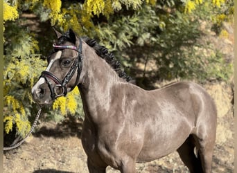 Classic Pony, Wałach, 7 lat, 123 cm, Kara