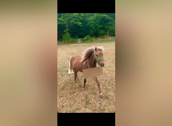 Classic Pony Mix, Wałach, 8 lat, 95 cm, Formy Brown Falb