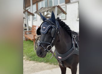 Classic Pony, Wałach, 9 lat, 117 cm, Ciemnogniada