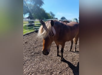 Classic Pony, Wałach, 10 lat, 106 cm, Kasztanowata