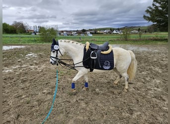 Classic Pony Mix, Wałach, 10 lat, 116 cm, Siwa