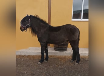 Classic Pony, Wałach, 14 lat, 138 cm, Gniada