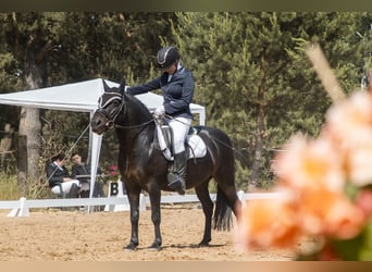 Classic Pony, Wałach, 15 lat, 135 cm, Ciemnogniada