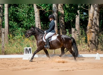 Classic Pony, Wałach, 15 lat, 135 cm, Ciemnogniada