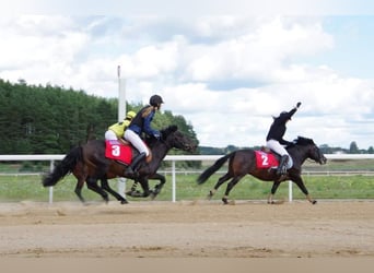 Classic Pony, Wałach, 15 lat, 135 cm, Ciemnogniada