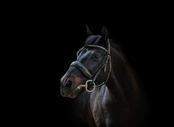 Classic Pony, Wałach, 15 lat, 135 cm, Ciemnogniada