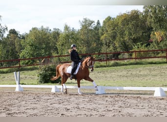 Classic Pony, Wałach, 15 lat, 147 cm, Cisawa