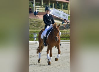 Classic Pony, Wałach, 17 lat, 146 cm, Kasztanowata