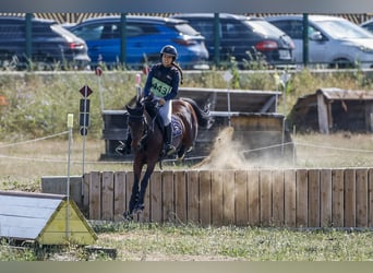 Classic Pony, Wałach, 18 lat, 139 cm, Ciemnogniada