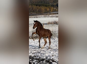Classic Pony, Wałach, 1 Rok, 148 cm, Gniada