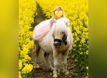 Classic Pony, Wałach, 4 lat, 110 cm, Izabelowata