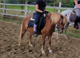 Classic Pony, Wałach, 5 lat, 113 cm, Kasztanowata