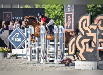 Classic Pony, Wałach, 6 lat, 145 cm, Kasztanowata