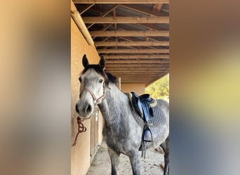 Classic Pony, Wałach, 6 lat, 150 cm, Siwa