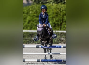 Classic Pony Mix, Wałach, 8 lat, 105 cm, Ciemnogniada