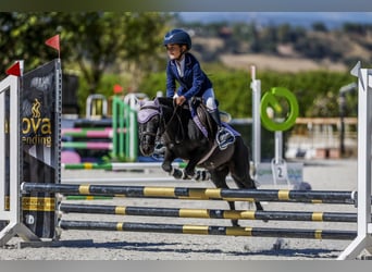 Classic Pony Mix, Wałach, 8 lat, 105 cm, Ciemnogniada