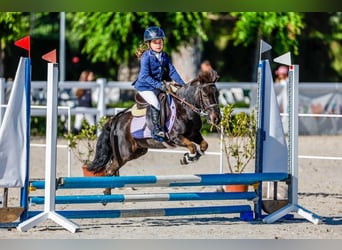 Classic Pony Mix, Wałach, 8 lat, 105 cm, Ciemnogniada