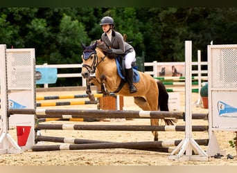 Classic Pony Mix, Wałach, 8 lat, Bułana