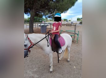Classic Pony, Wałach, 9 lat, 117 cm, Siwa