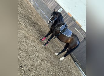 Classic Pony, Wallach, 10 Jahre, 128 cm, Dunkelbrauner