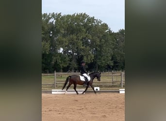 Classic Pony, Wallach, 10 Jahre, 128 cm, Dunkelbrauner