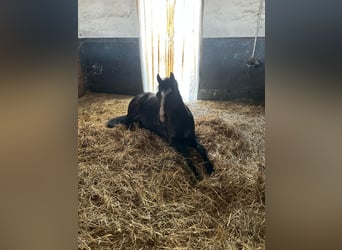 Classic Pony, Wallach, 10 Jahre, 128 cm, Dunkelbrauner