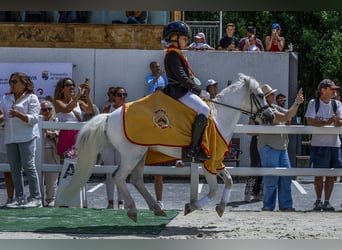 Classic Pony, Wallach, 11 Jahre, 110 cm, Schecke