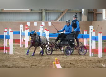 Classic Pony, Wallach, 11 Jahre, 112 cm, Dunkelfuchs