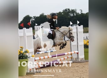 Classic Pony, Wallach, 11 Jahre, 130 cm, Cremello