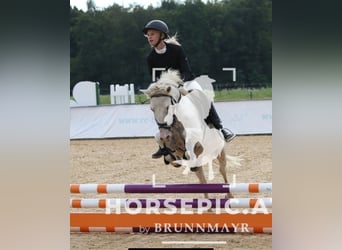 Classic Pony, Wallach, 11 Jahre, 130 cm, Cremello