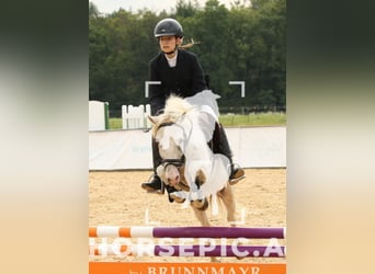 Classic Pony, Wallach, 11 Jahre, 130 cm, Cremello
