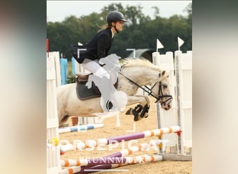 Classic Pony, Wallach, 11 Jahre, 130 cm, Cremello