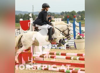 Classic Pony, Wallach, 11 Jahre, 130 cm, Cremello