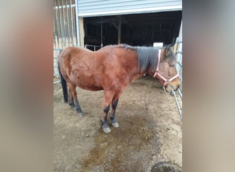 Classic Pony, Wallach, 12 Jahre, 143 cm, Brauner