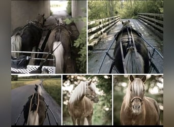 Classic Pony, Wallach, 13 Jahre, 114 cm, Dunkelfuchs